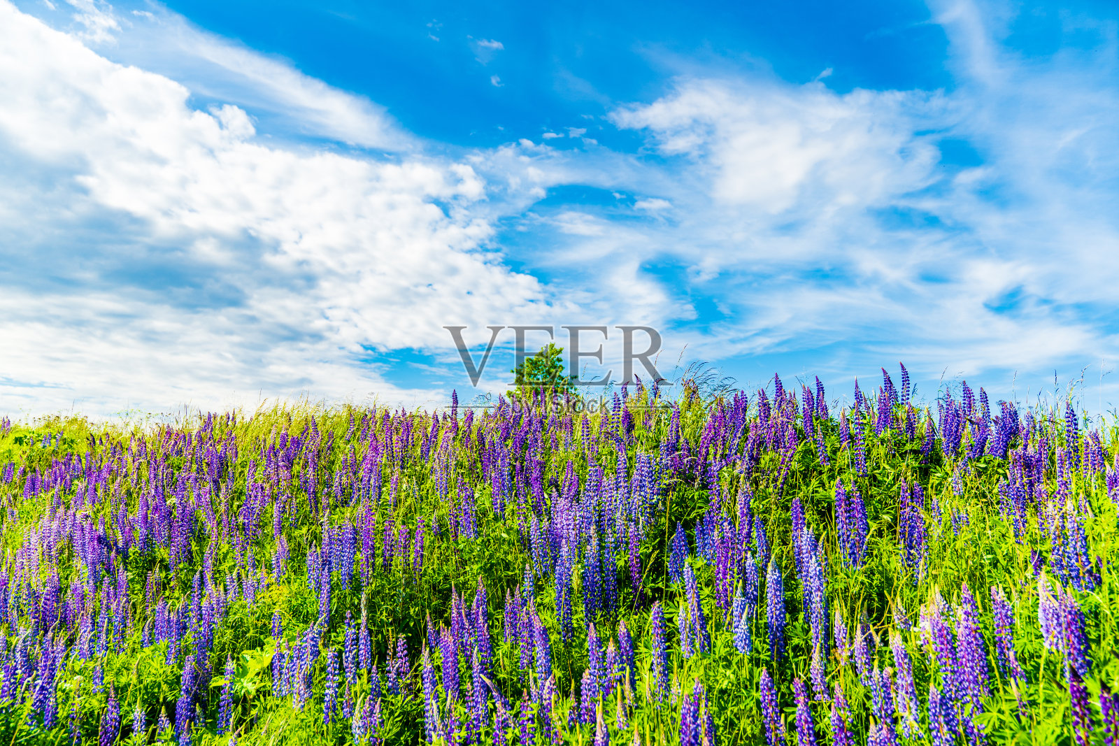 蓝色天空背景上的野紫色的花。照片摄影图片