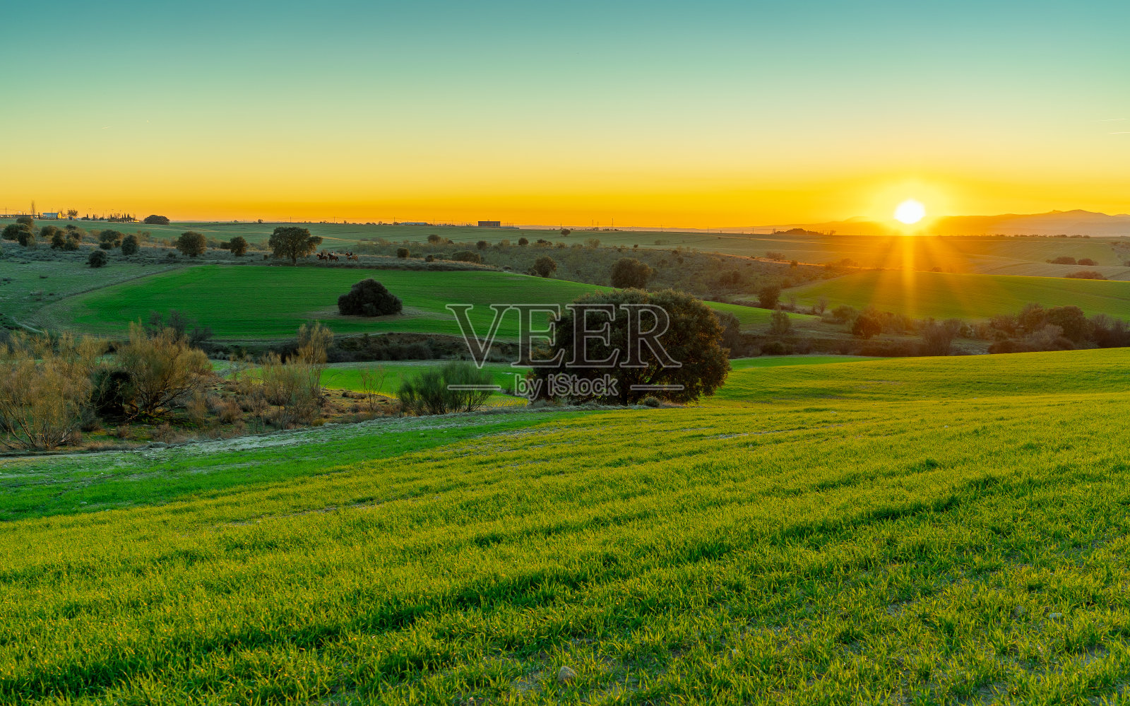 日落在绿色的田野和灌木丛照片摄影图片