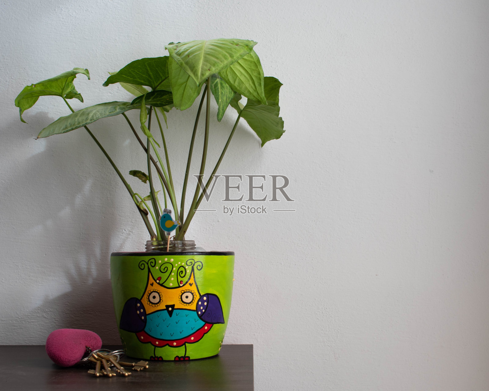 植物照片摄影图片