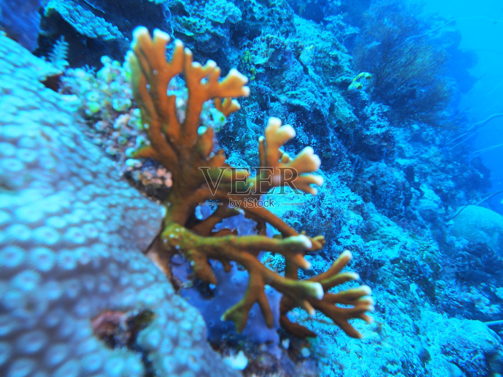 石珊瑚照片摄影图片