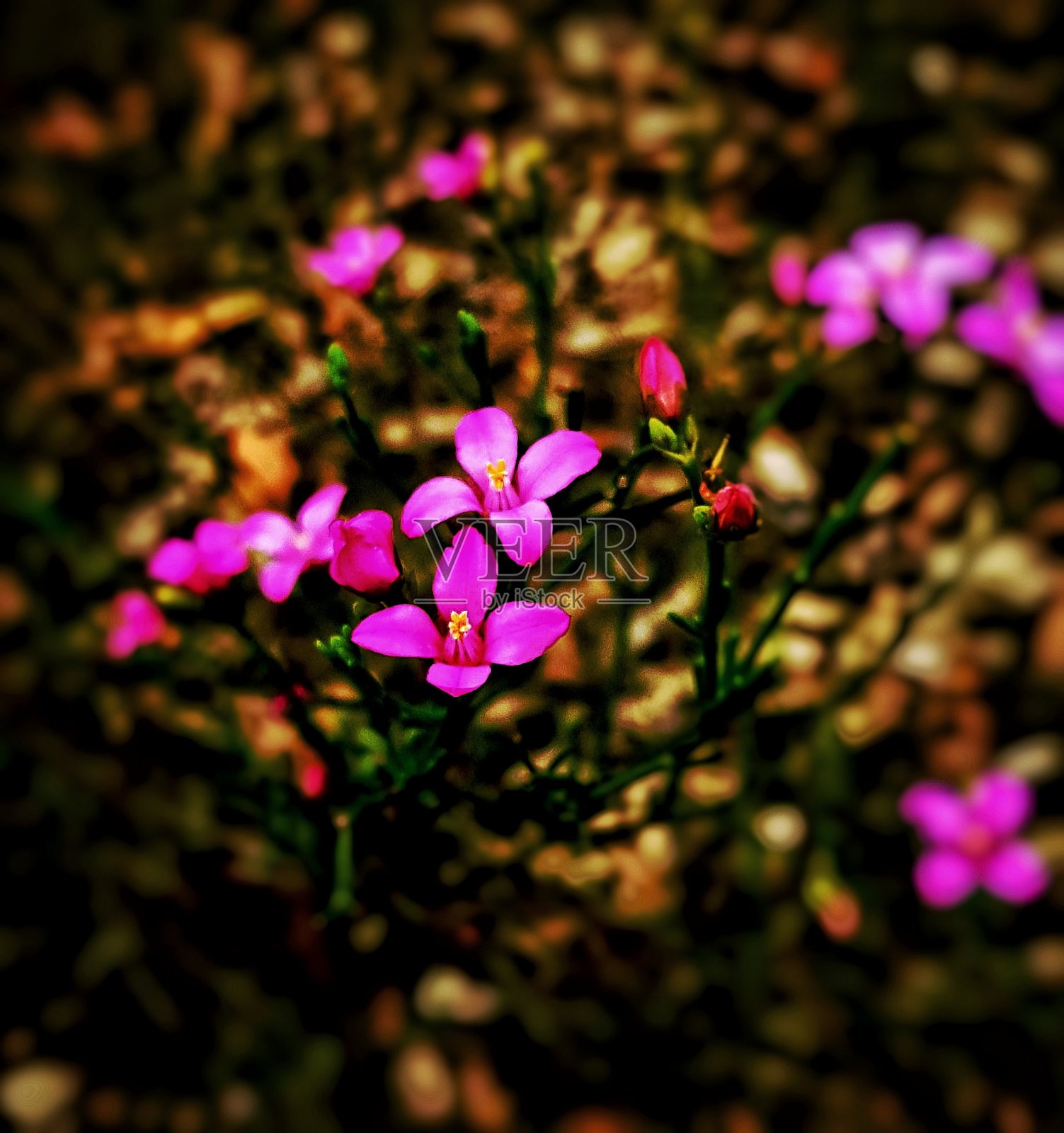 紫色的花照片摄影图片