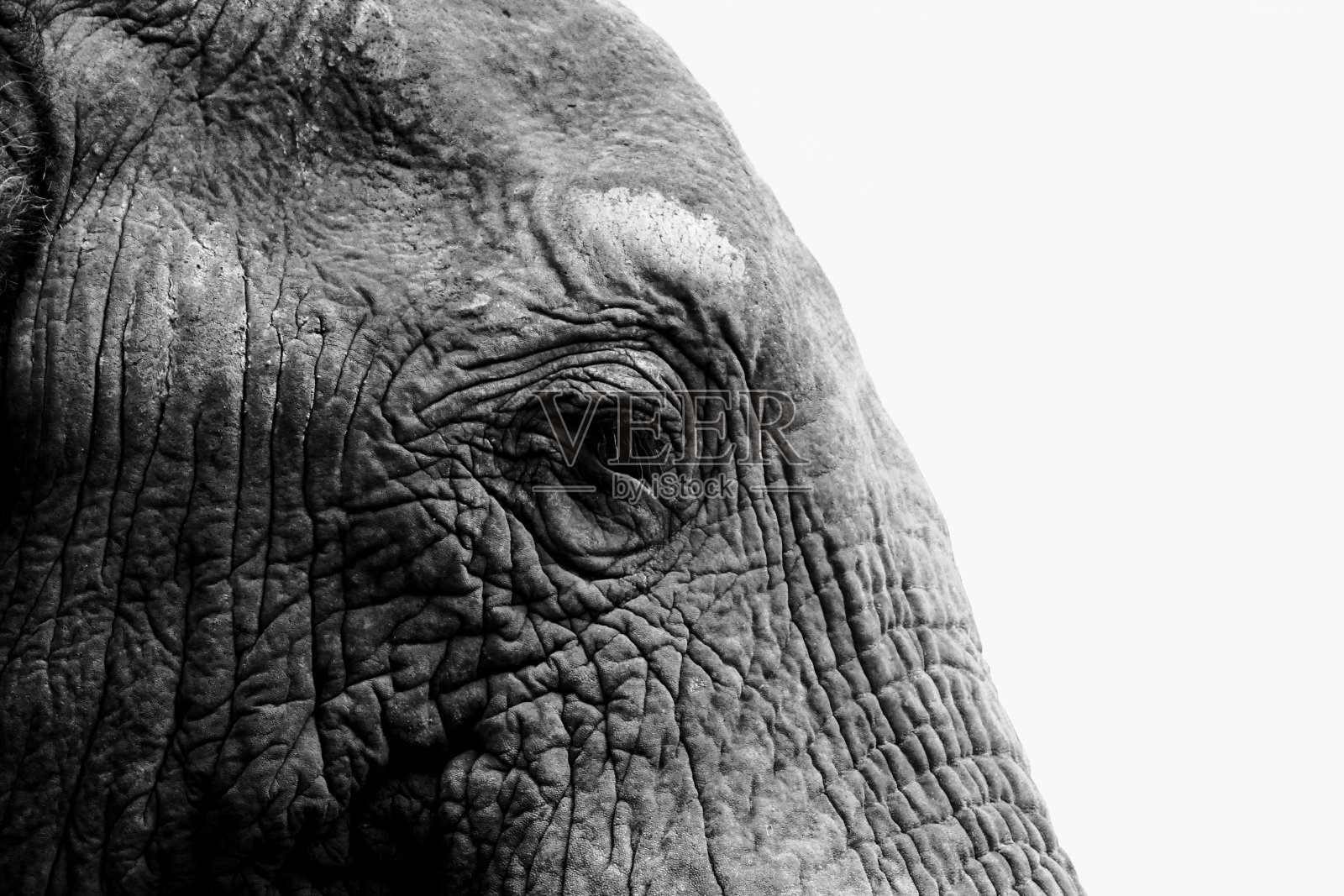 大象的眼睛照片摄影图片