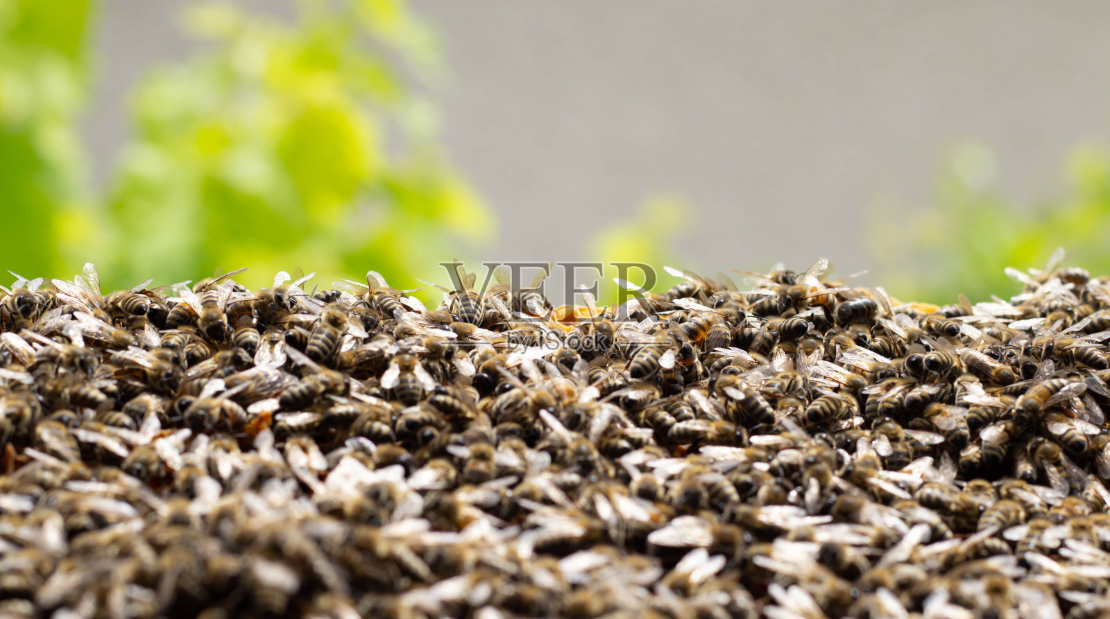 蜂房水平背景上的蜂群照片摄影图片