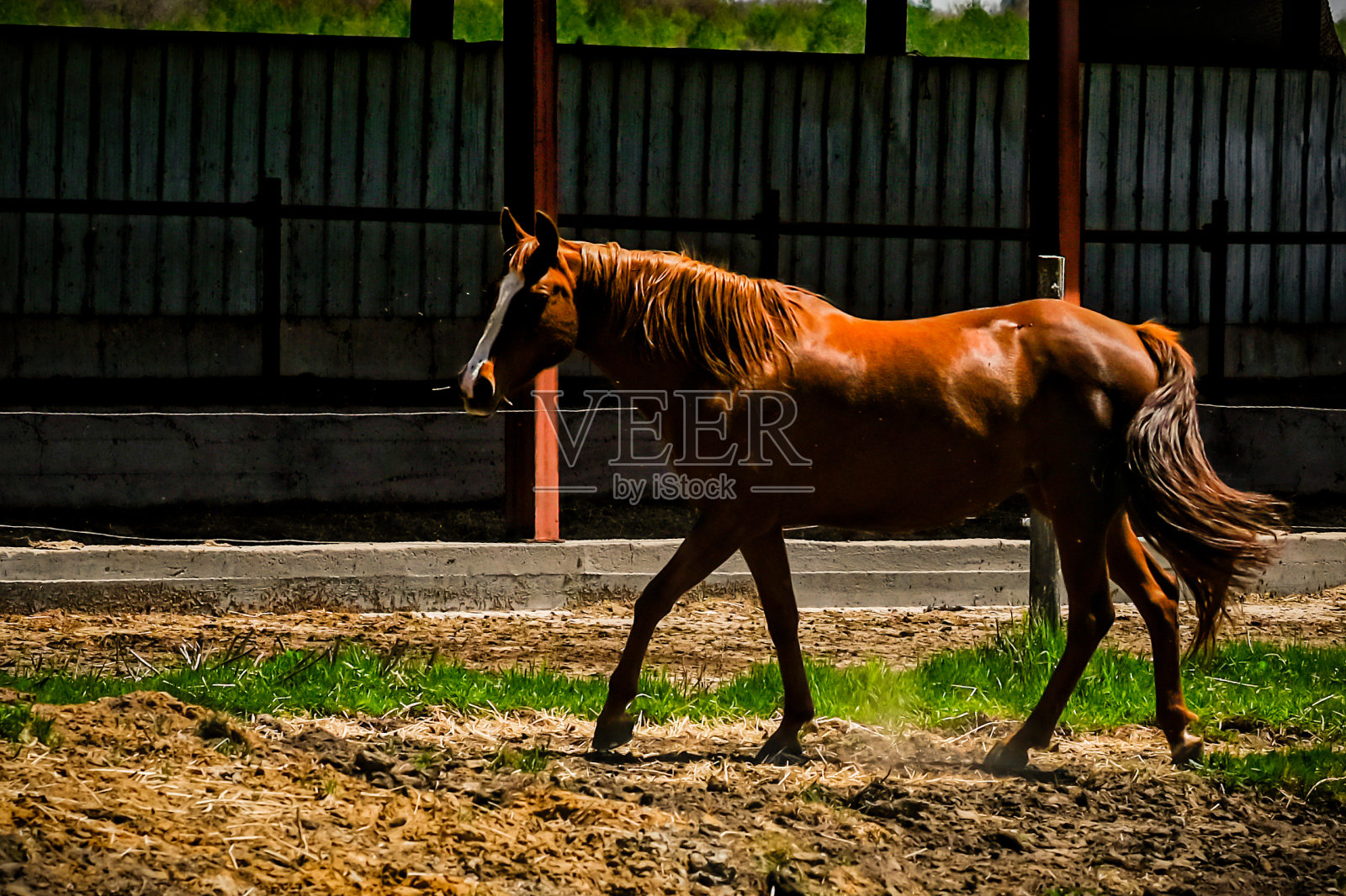 马照片摄影图片