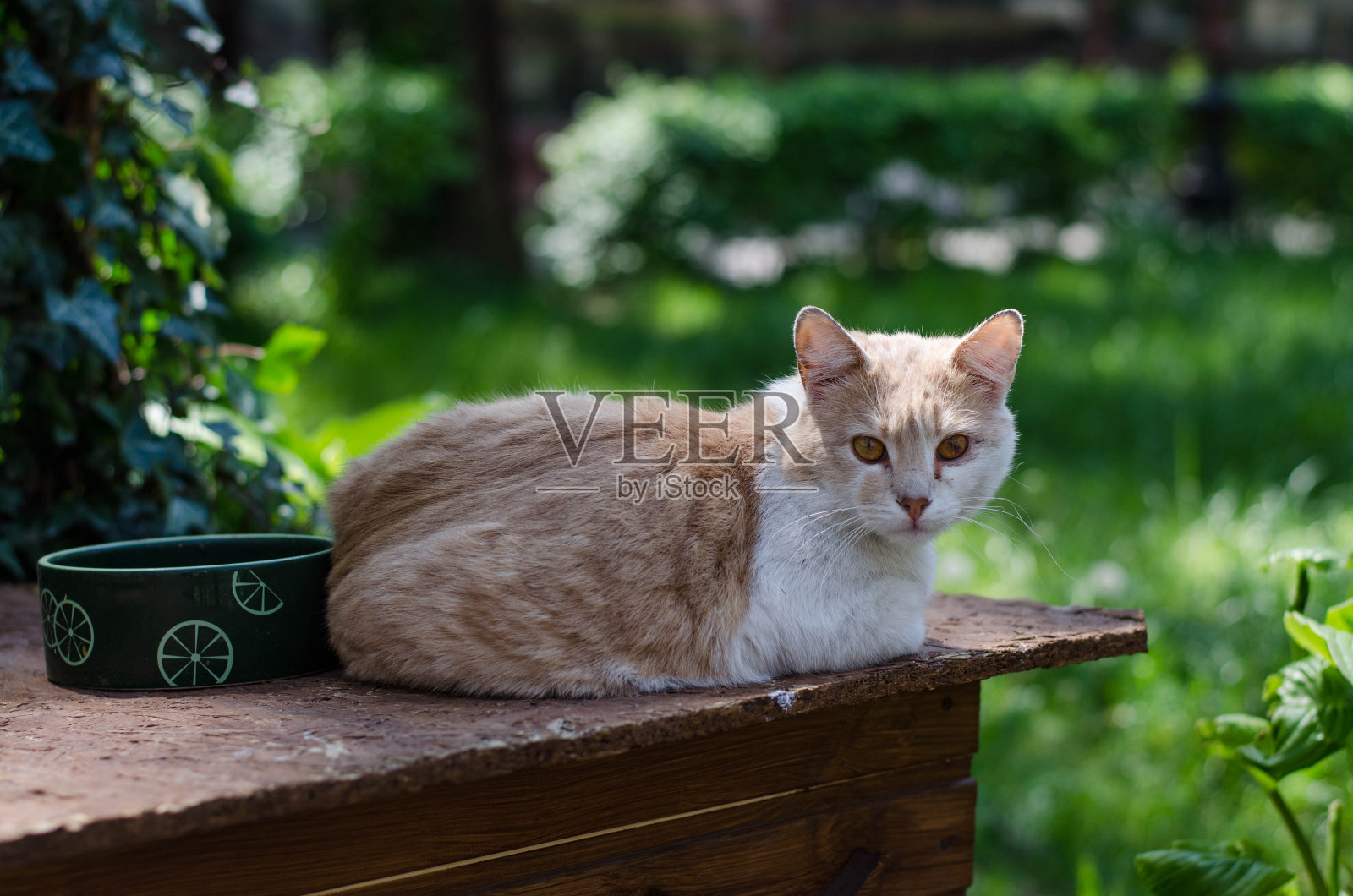 院子里的猫在晒太阳。这只流浪猫正在坐着。流浪猫。照片摄影图片