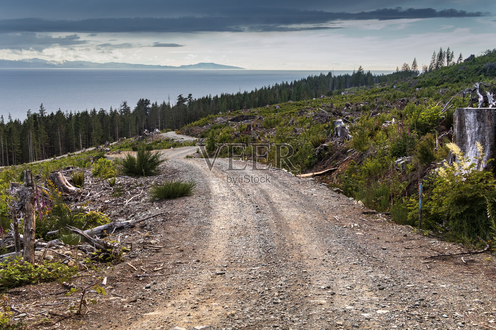 温哥华岛西部的伐木区照片摄影图片
