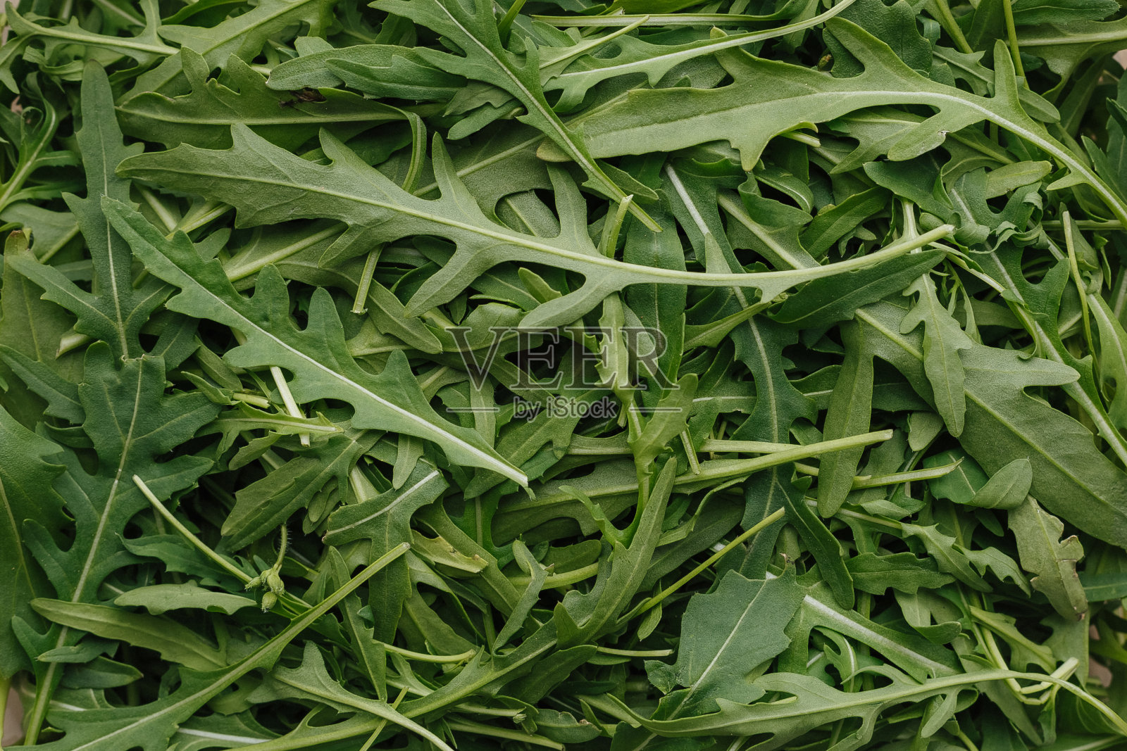 沙拉用的新鲜绿叶芝麻菜照片摄影图片