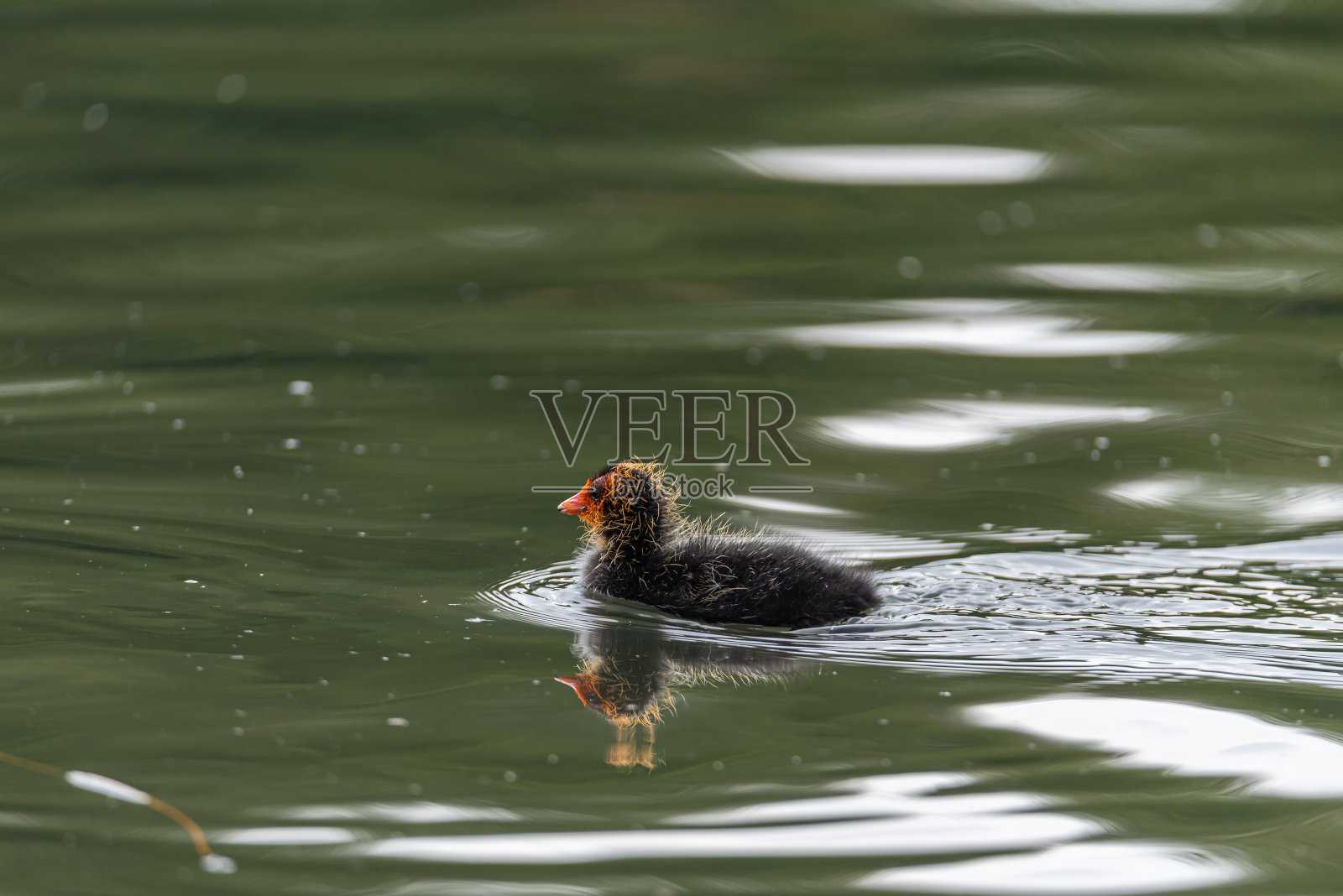 幼小的欧亚鸟,或池塘里的普通白骨顶照片摄影图片