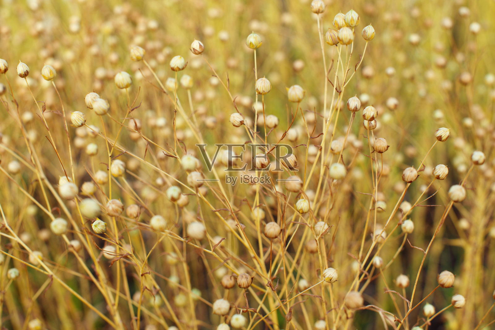 棕色亚麻籽盒照片摄影图片