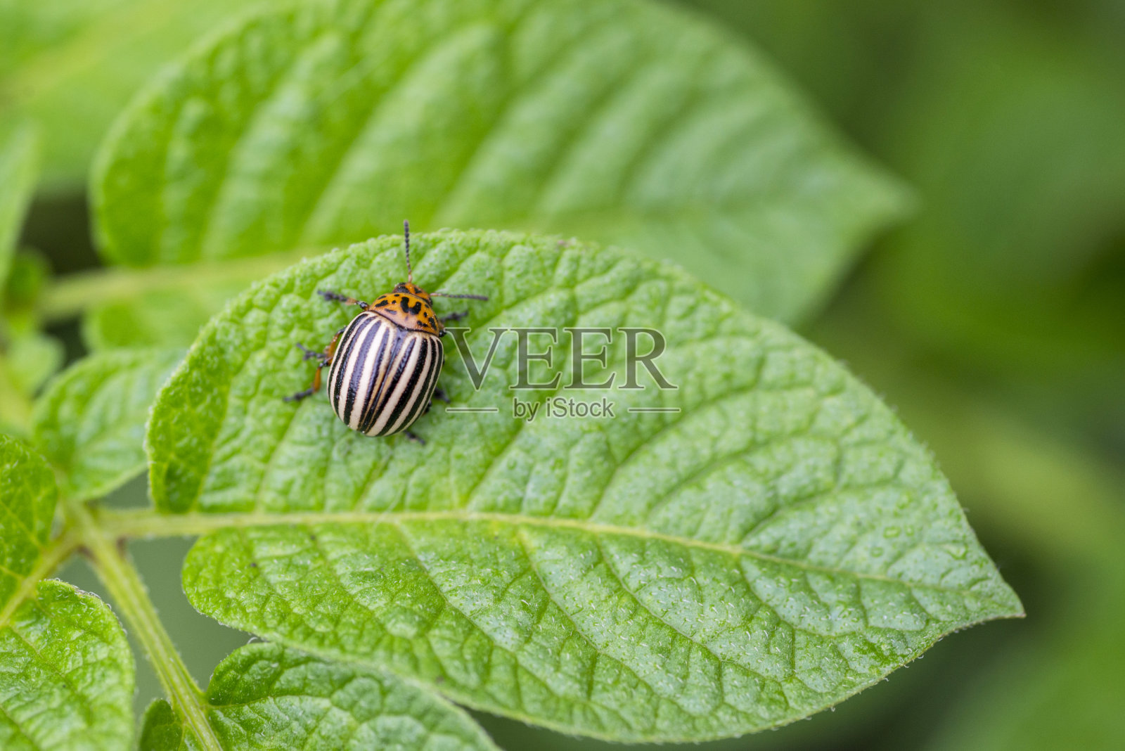 科罗拉多马铃薯甲虫吃马铃薯叶子。科罗拉多马铃薯甲虫。绿床单上的马铃薯虫。照片摄影图片