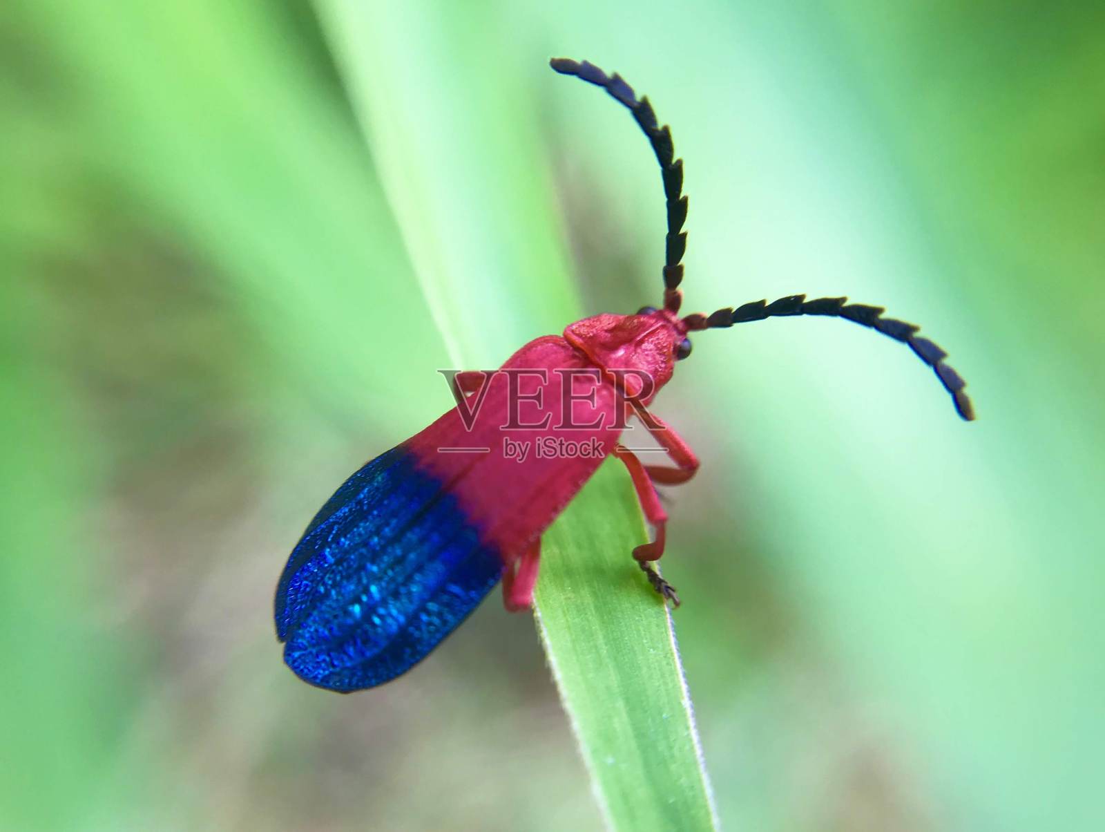 丰富多彩的昆虫照片摄影图片