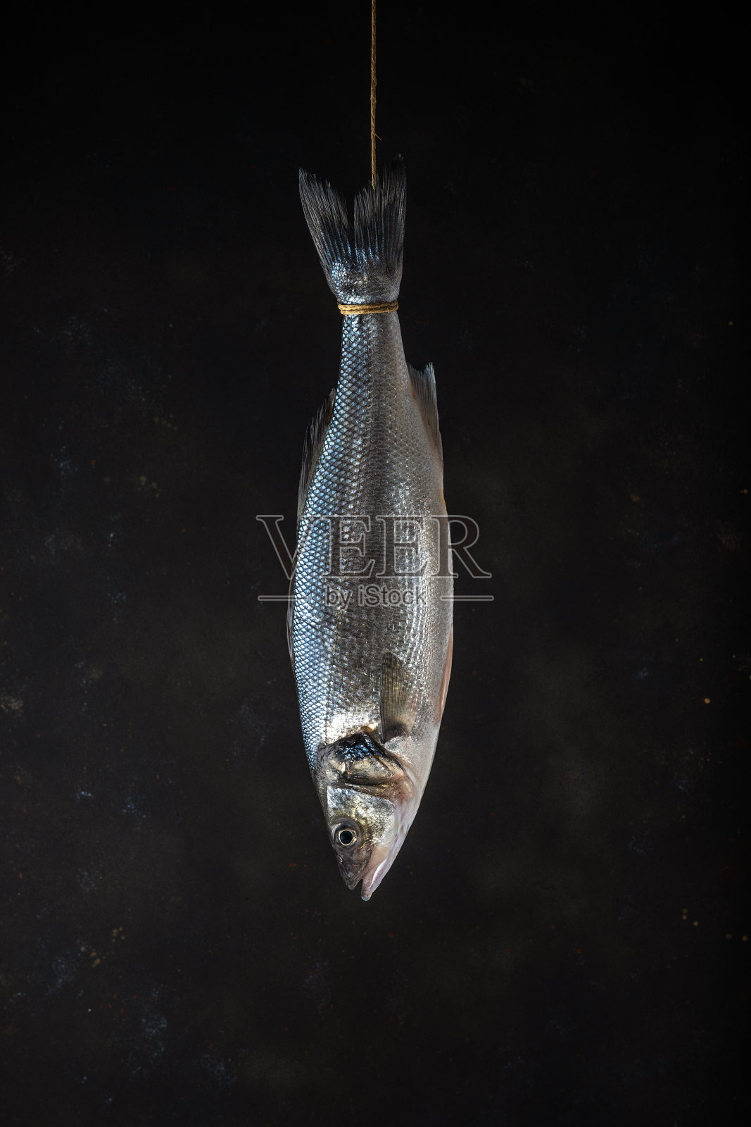 在黑色的背景上,新鲜的鲈鱼挂在一根绳子上。海鲜的概念。照片摄影图片
