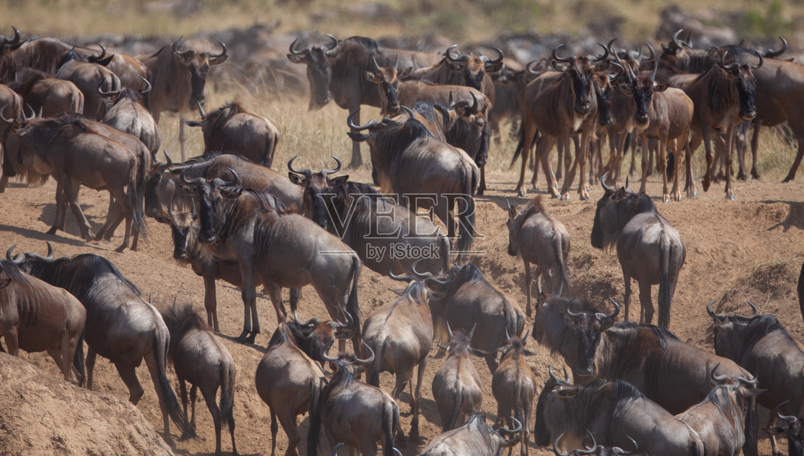 一年一度的大迁徙照片摄影图片
