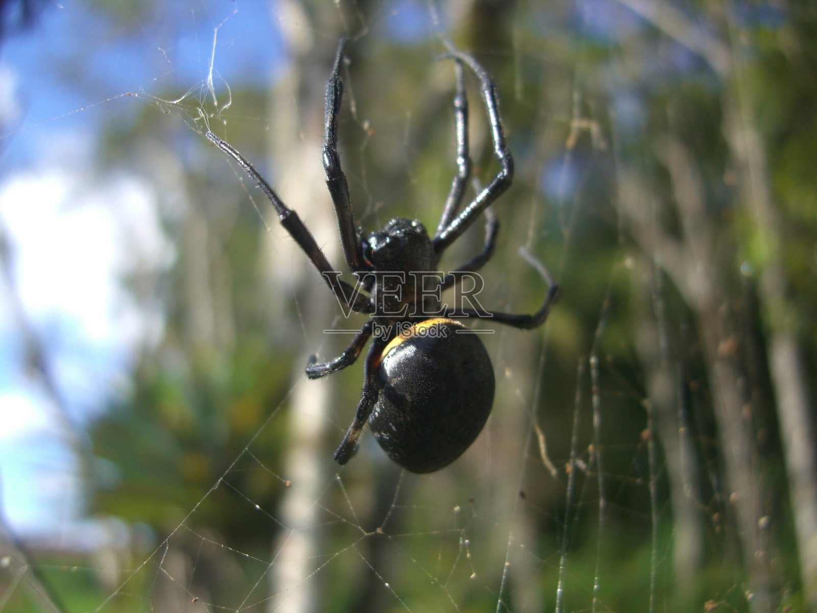 蜘蛛-残忍的nephilengys照片摄影图片