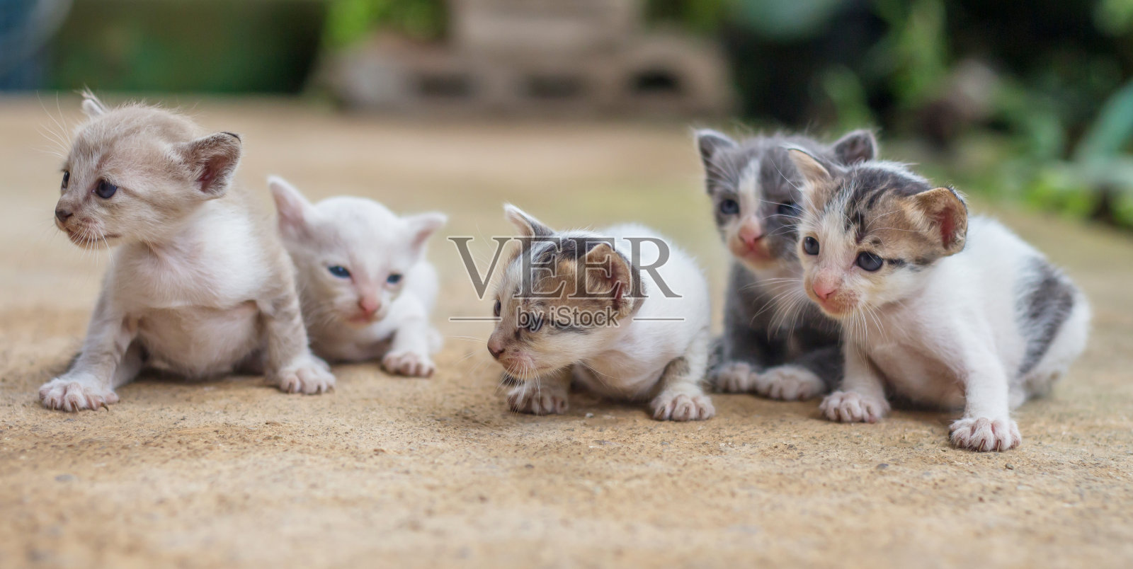 一只可爱的小猫的肖像。照片摄影图片