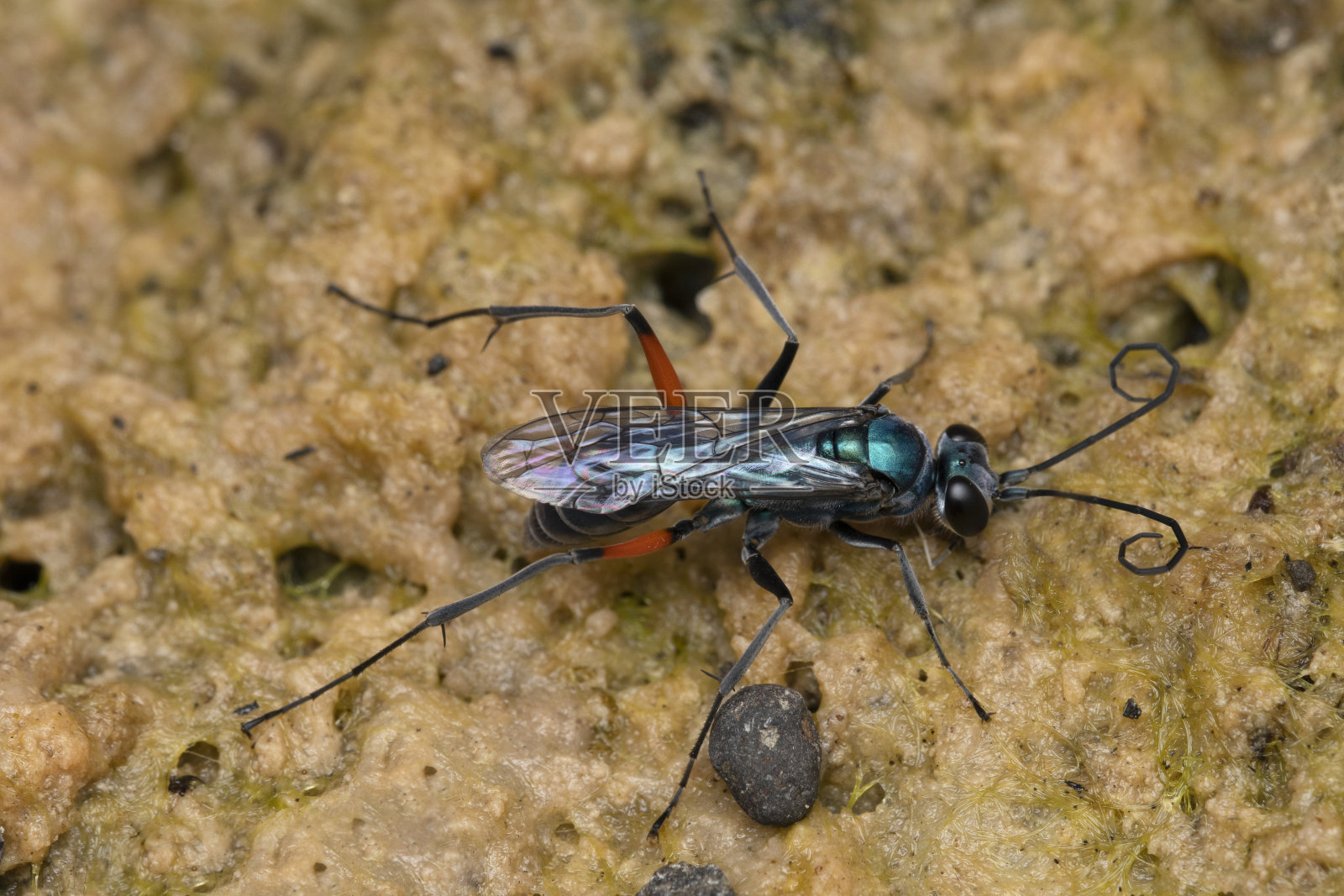 蟑螂wasp, Ampulex compressa, Ampulicidae, Lonand, Satara,印度马哈拉施特拉邦照片摄影图片