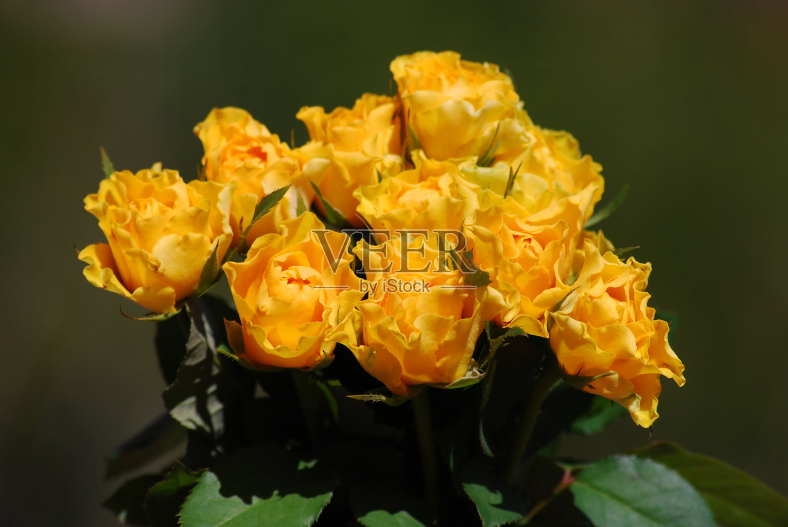 玫瑰照片摄影图片