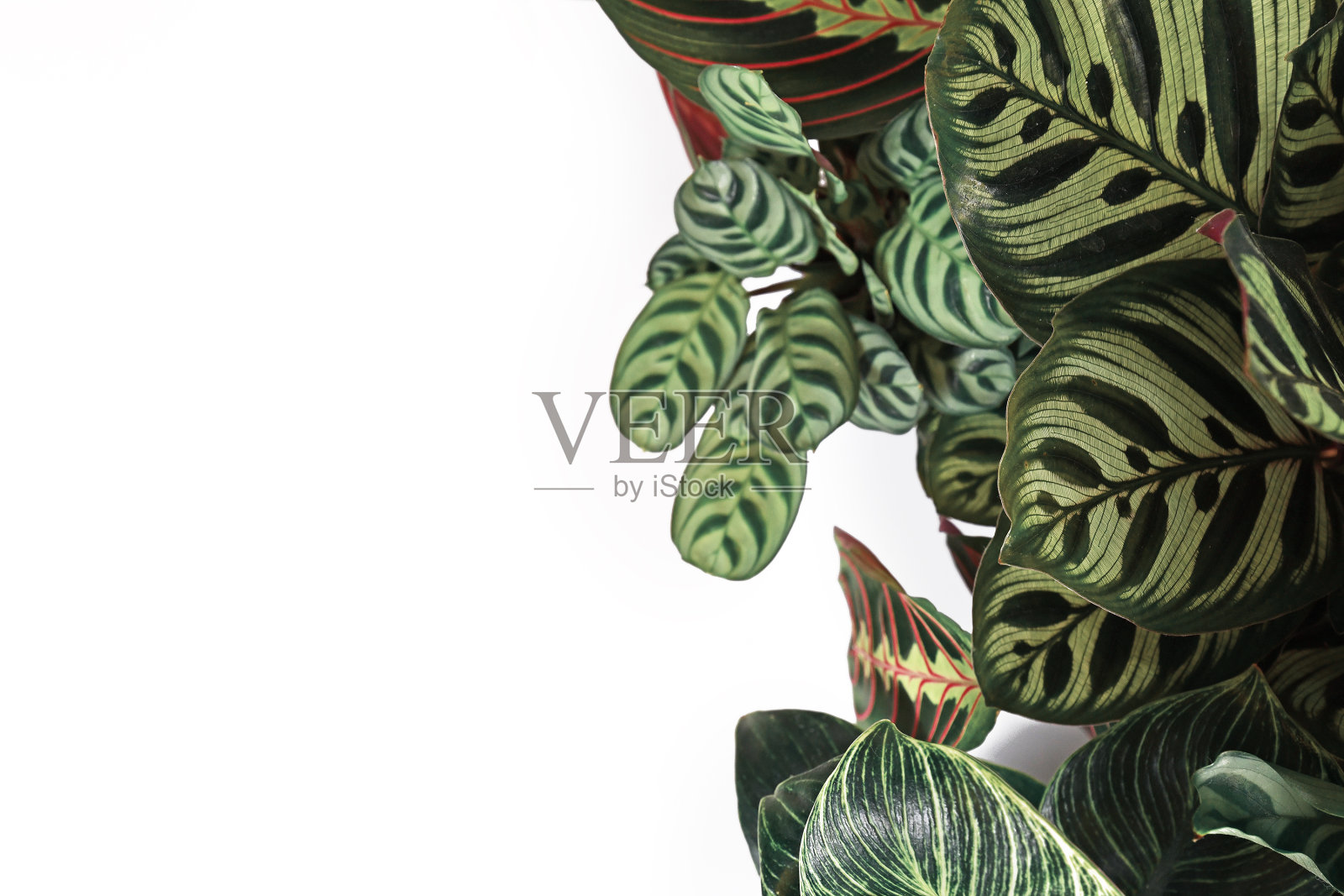 背景与异国情调的“Calathea Makoyana”在其他热带室内植物与空白空白的空白空间照片摄影图片