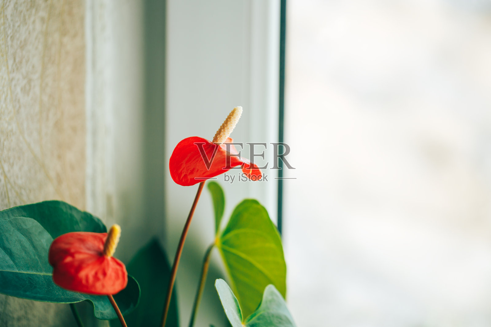 美丽的家花照片摄影图片