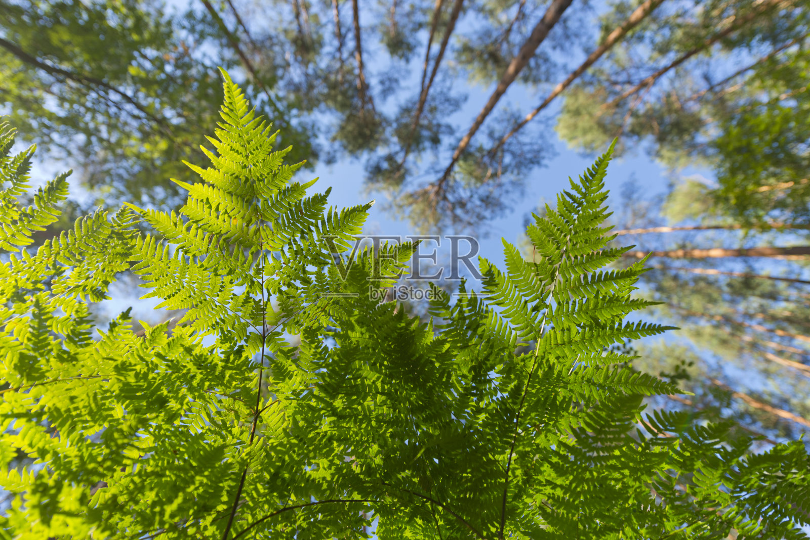 森林中的夏天照片摄影图片