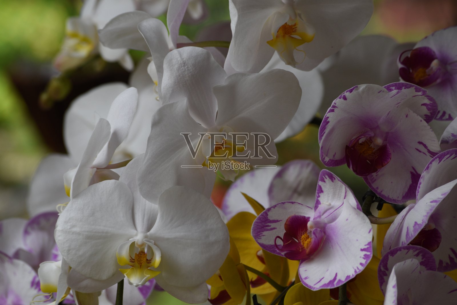 越南顺化皇城城堡花园里的兰花。照片摄影图片