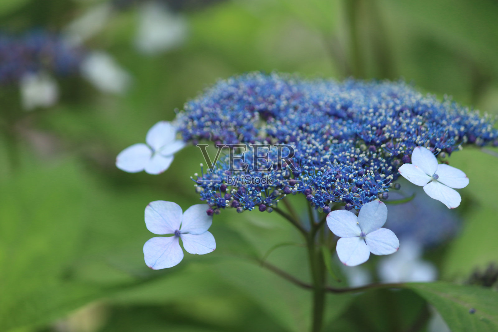 花边绣球-蓝色照片摄影图片