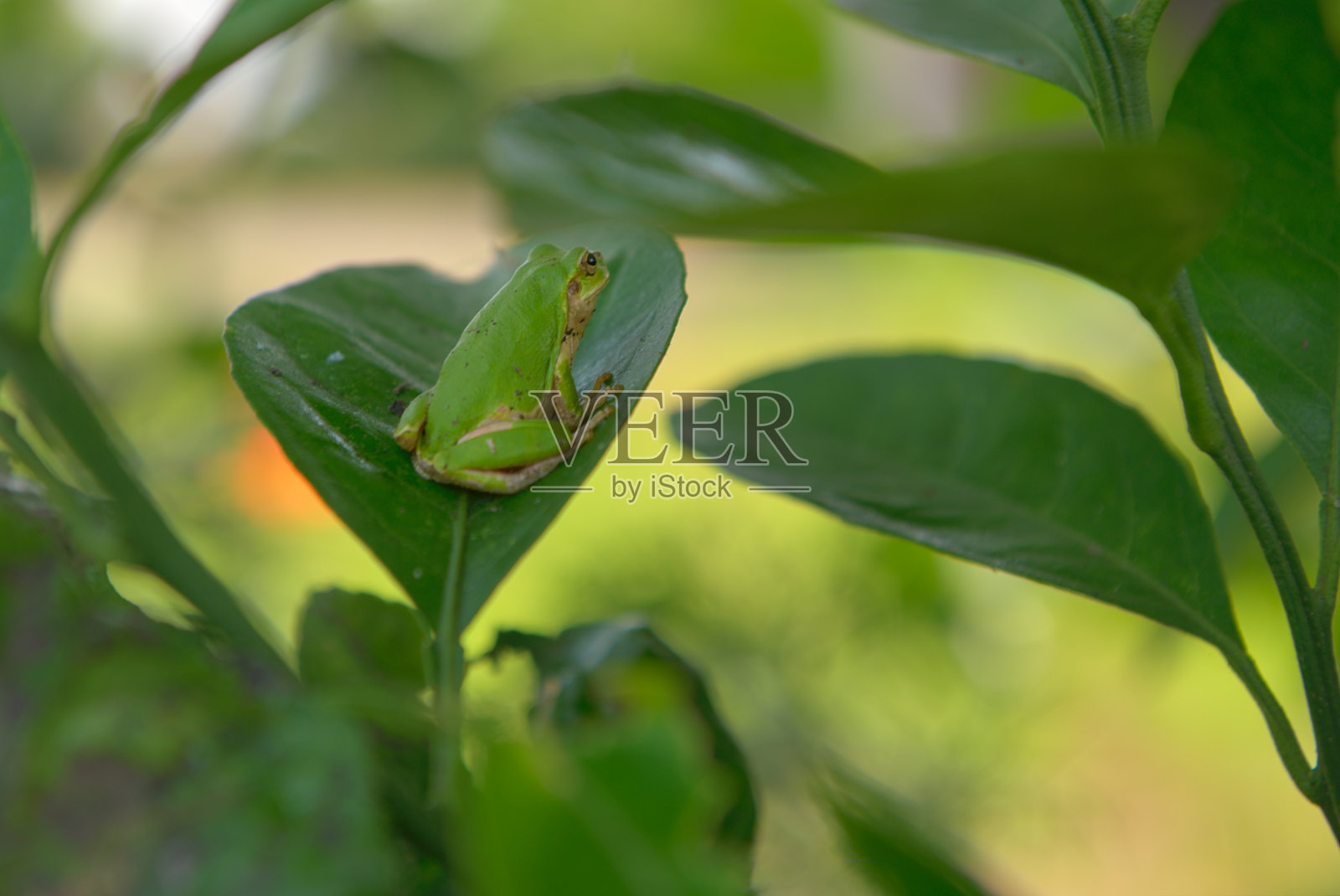 从后面看,一只绿色的小青蛙正在一棵橘子树上休息照片摄影图片