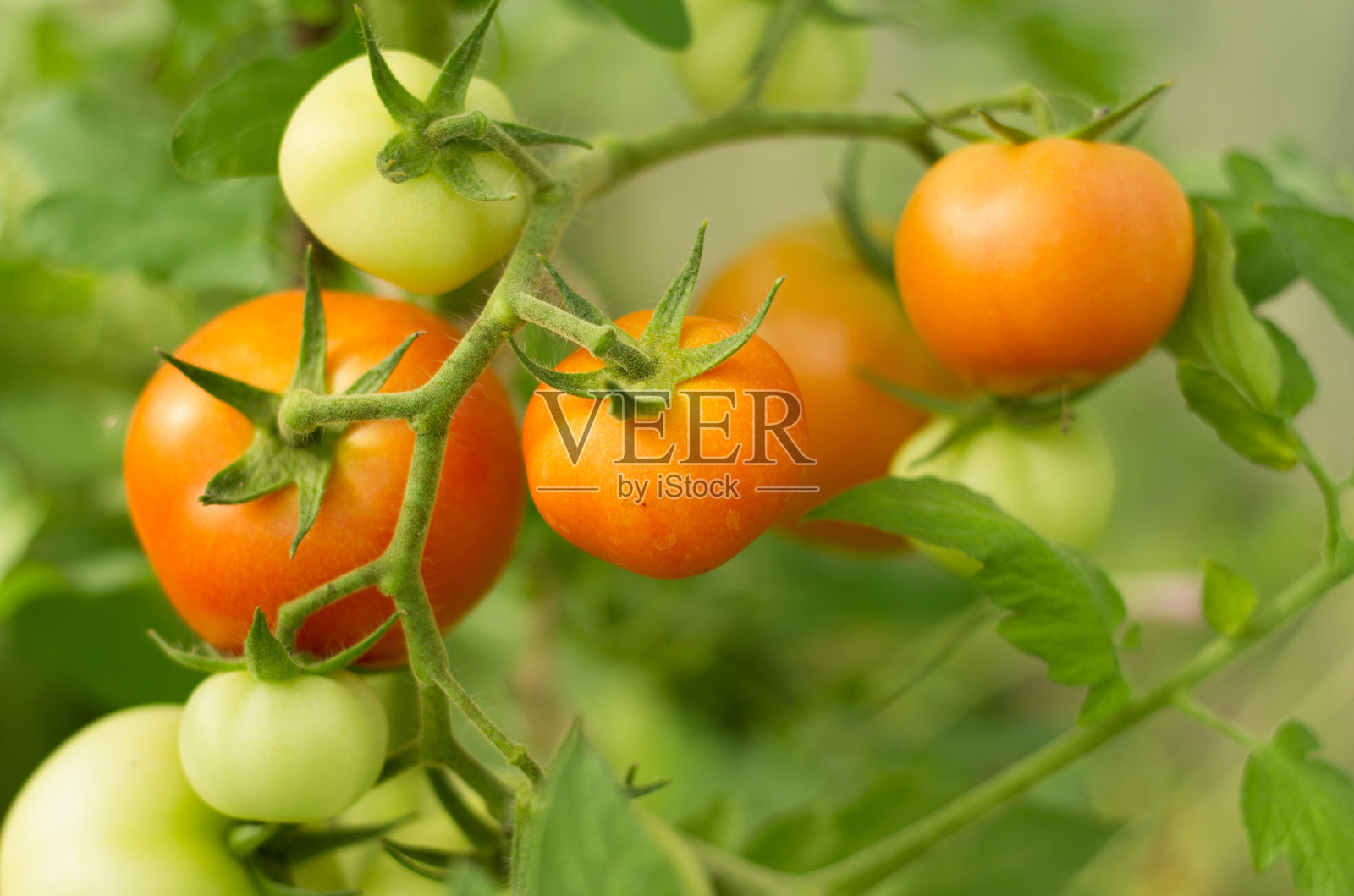 夏天花园里成熟的红番茄照片摄影图片