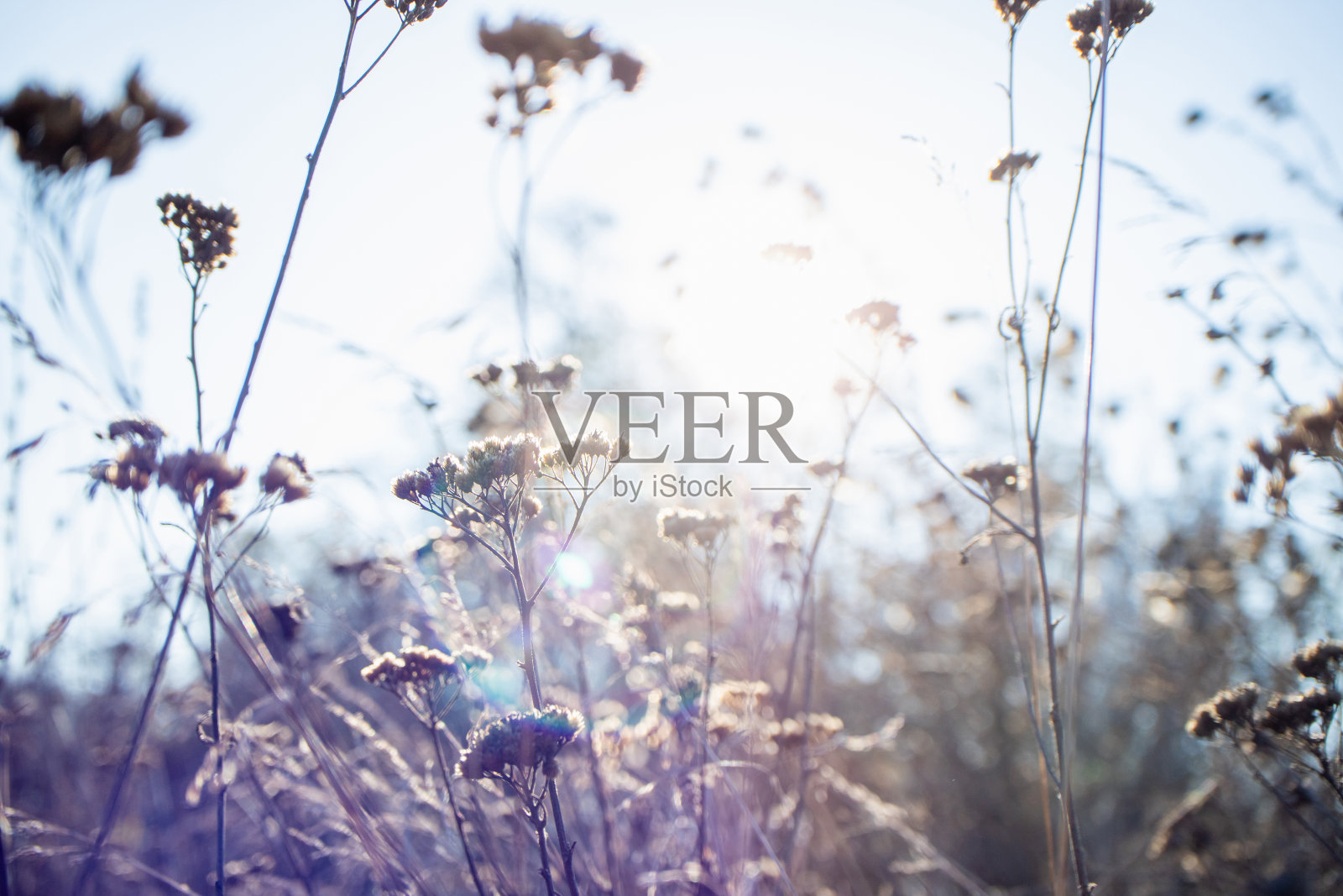 美丽的自然景观与秋天的野花在阳光下。秋季植物背景。秋天,天气,宁静,季节照片摄影图片