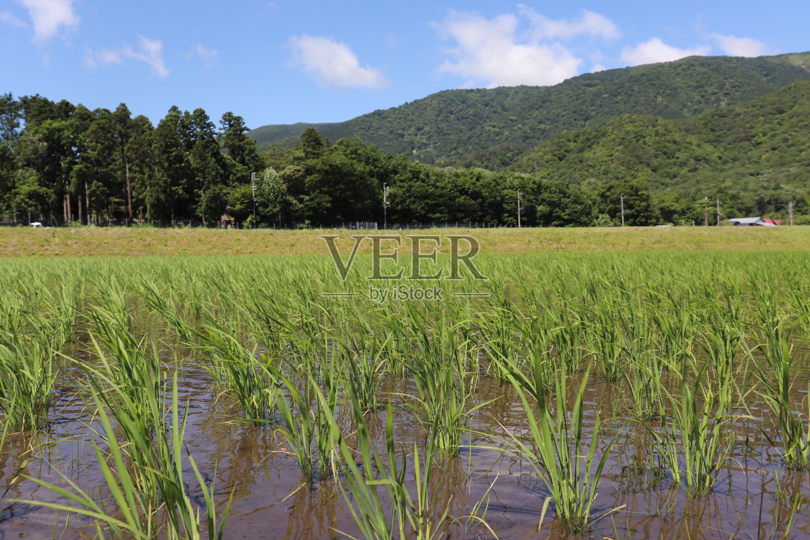 日本的稻田和山脉照片摄影图片