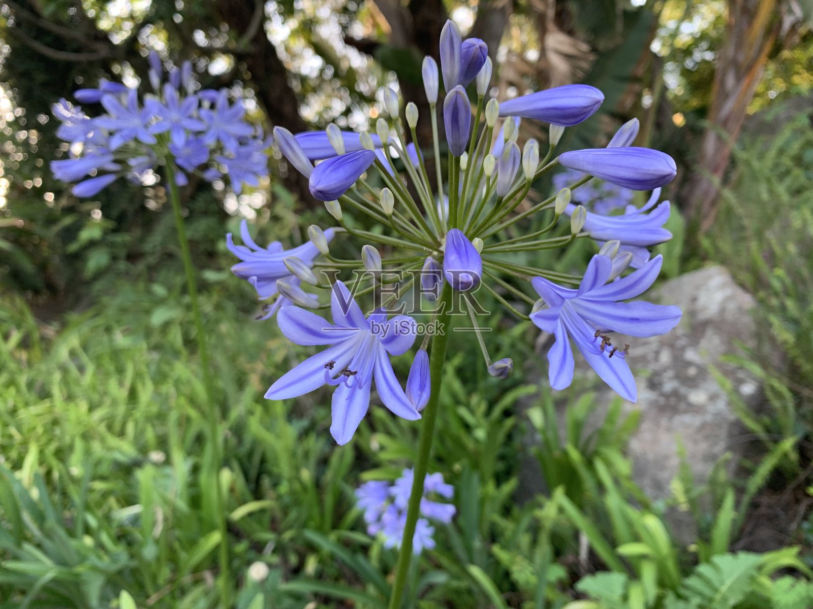 而露营照片摄影图片
