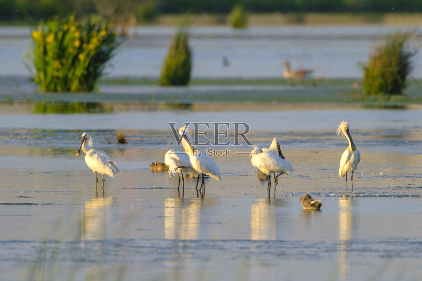 在一个美丽的春天的晚上,一种涉水鸟类照片摄影图片