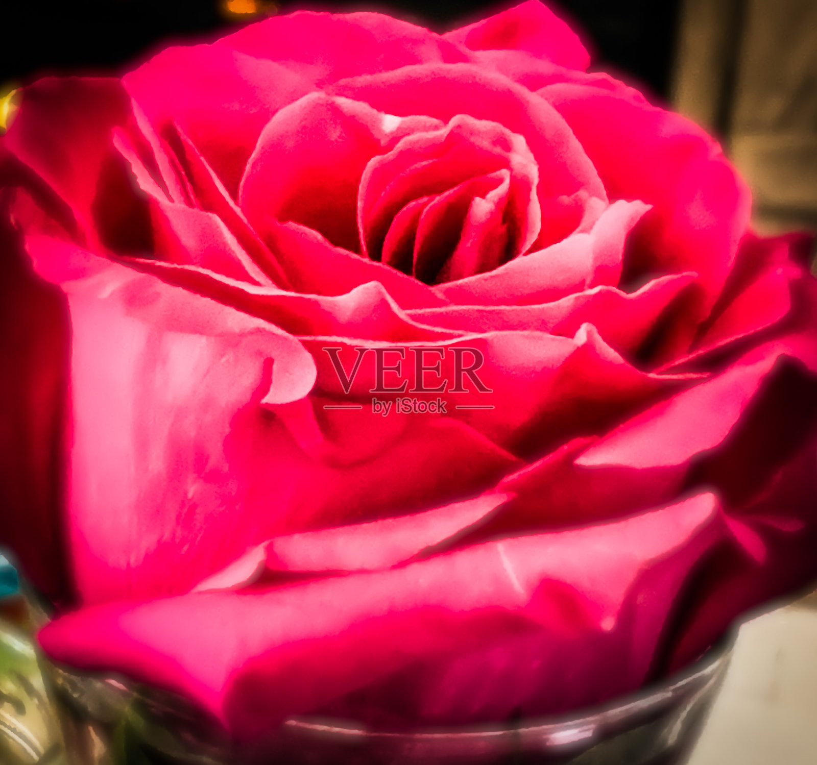 玫瑰并不总是红色的照片摄影图片