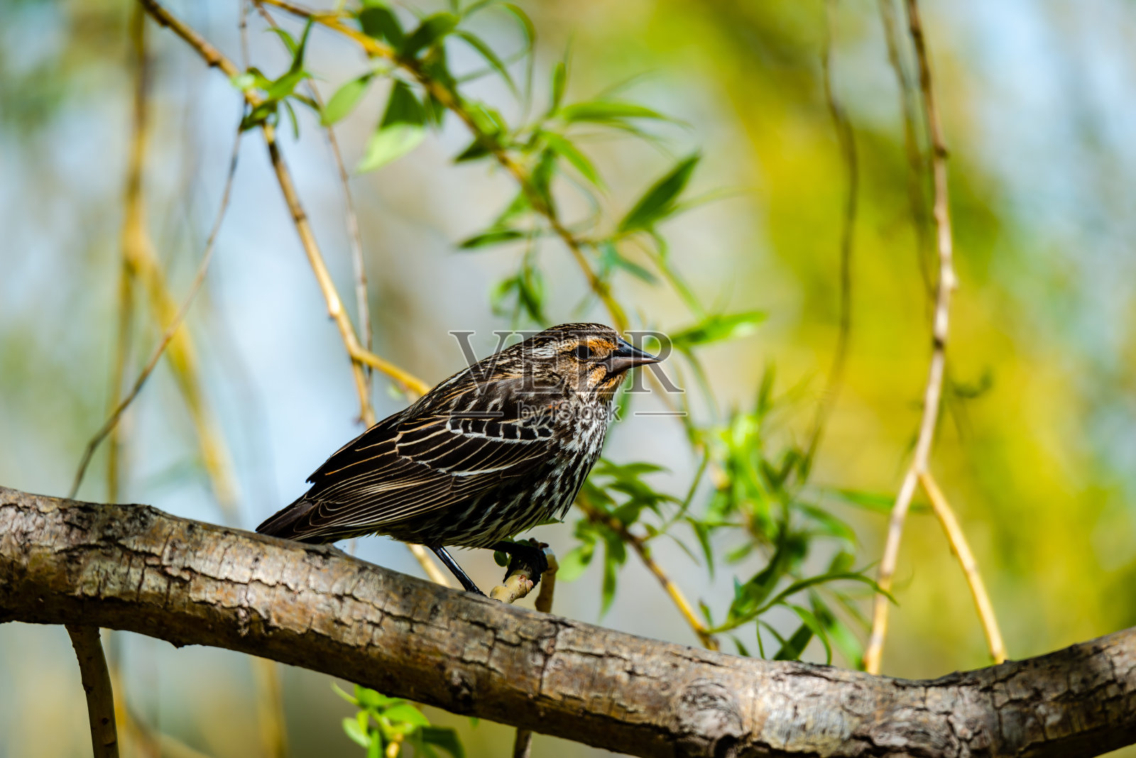 红翼黑鸟照片摄影图片
