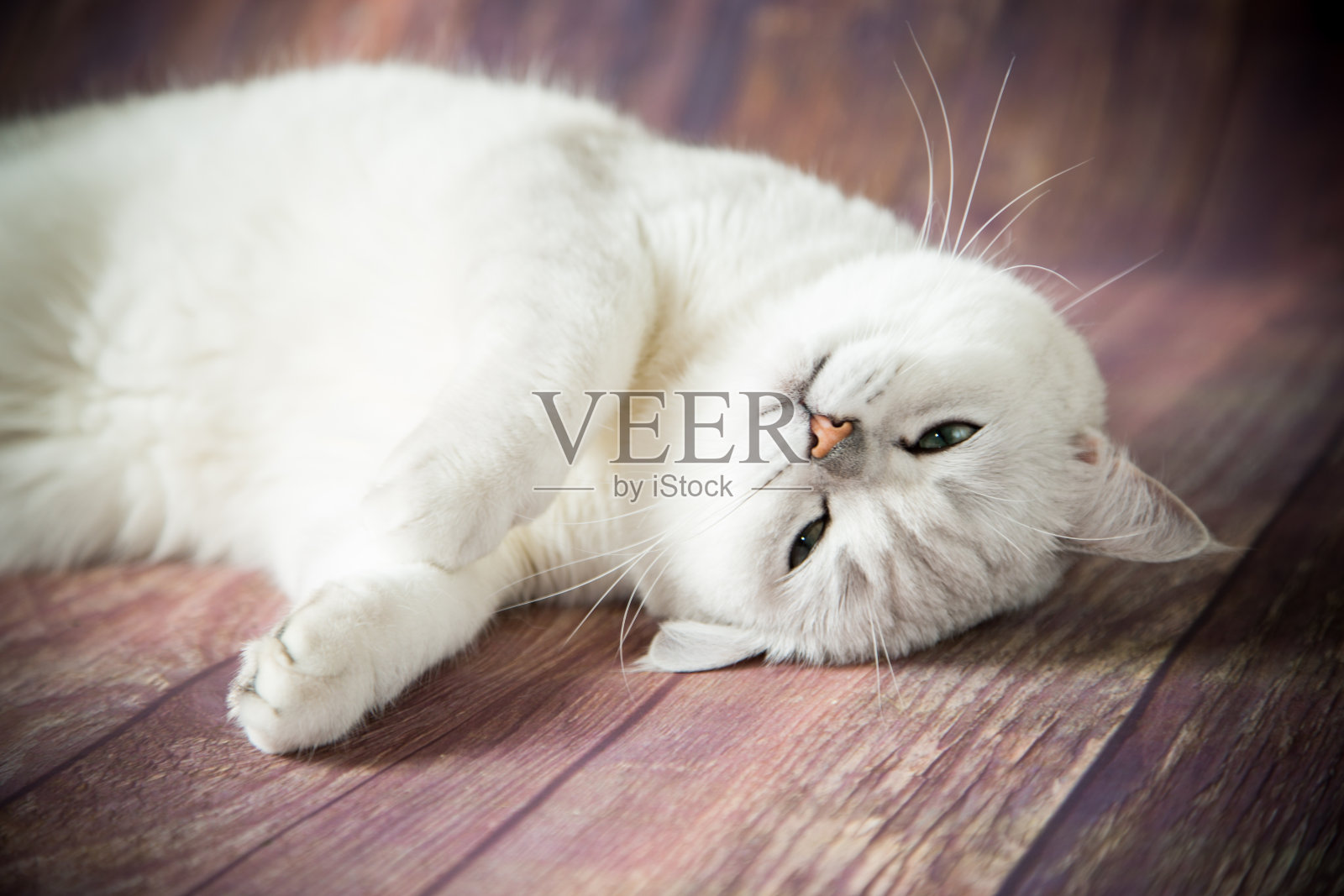 漂亮的年轻猫品种苏格兰栗鼠直照片摄影图片