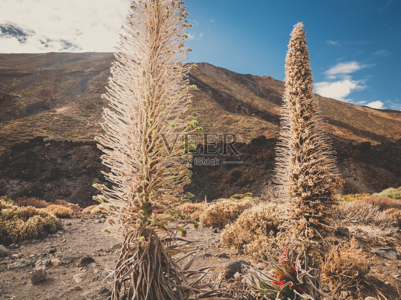 在特内里费的火山斜坡上生长着干燥的植物和echium wildpreti花的色调景观照片摄影图片