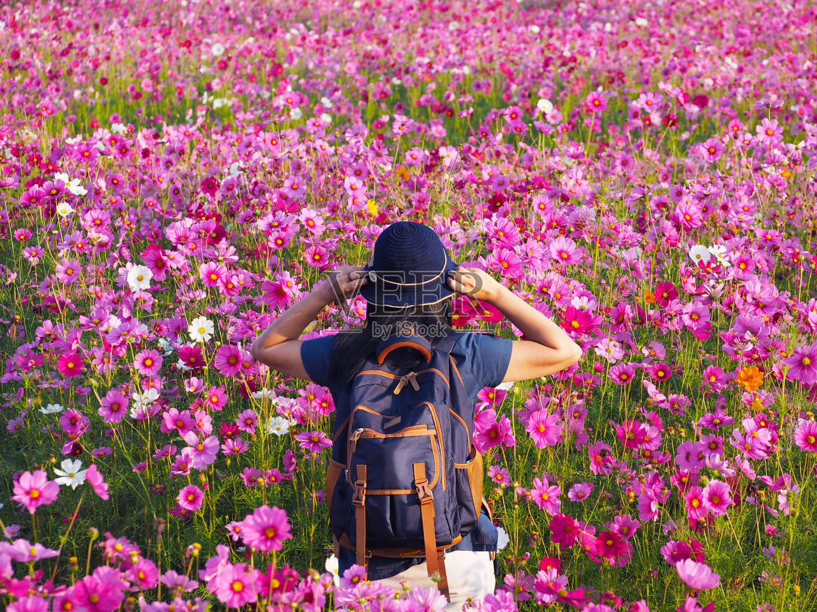 女游客站在五彩缤纷的宇宙花丛中照片摄影图片