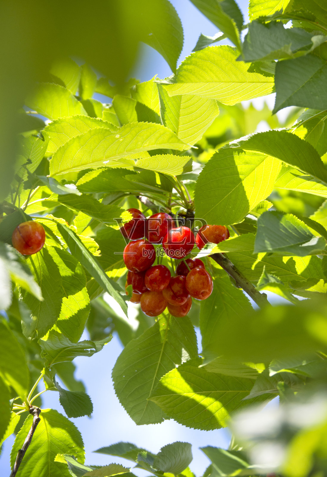 红色樱桃,鸟李在树枝上的一棵树在一个花园在希腊照片摄影图片