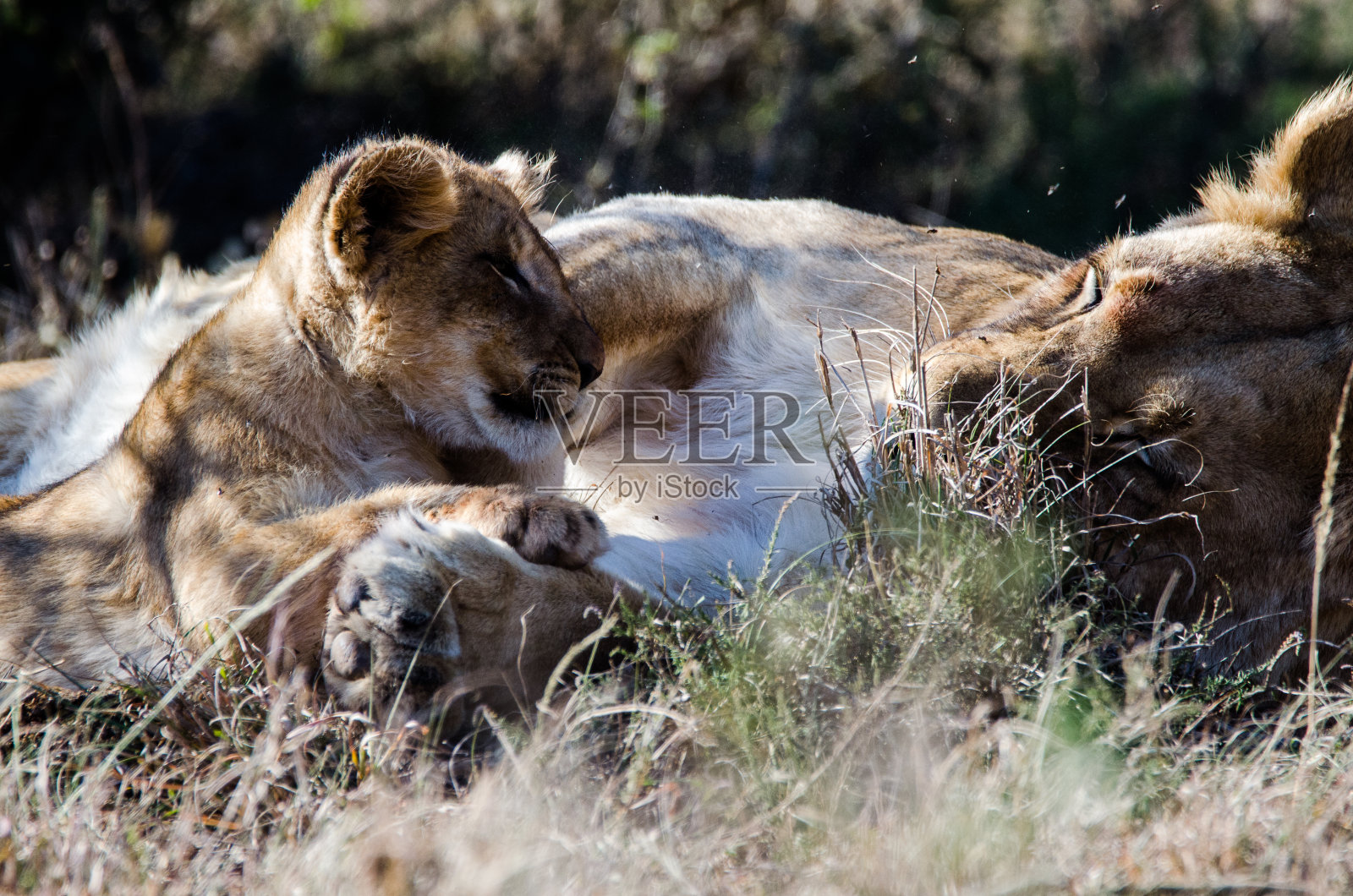 小狮子看着下蛋的妈妈照片摄影图片