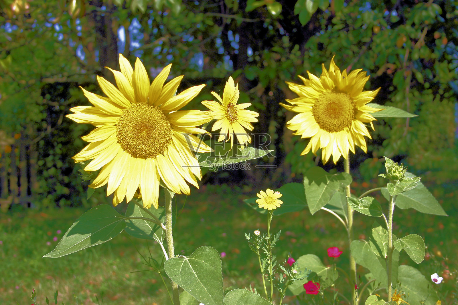 向日葵照片摄影图片