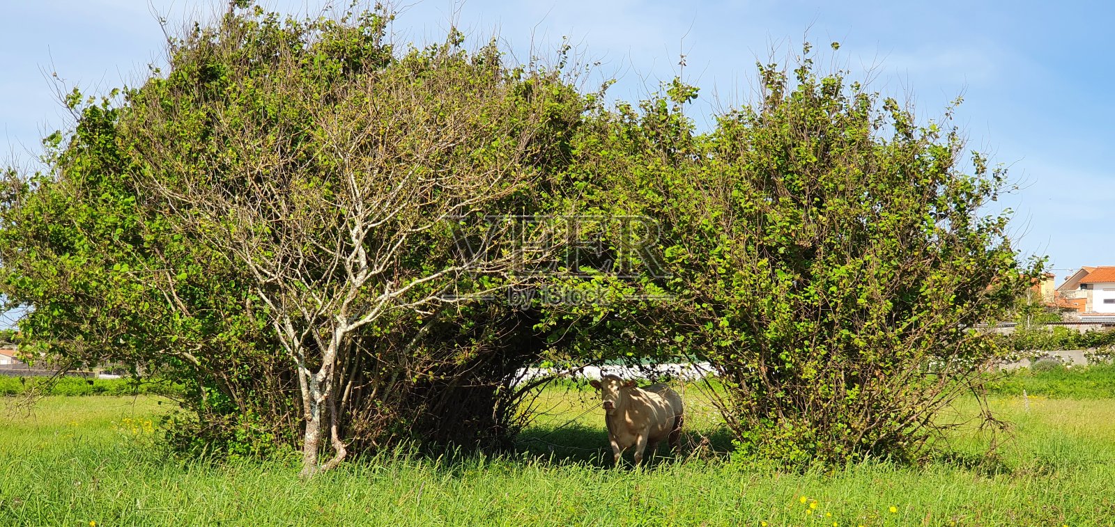 乡下的牛照片摄影图片