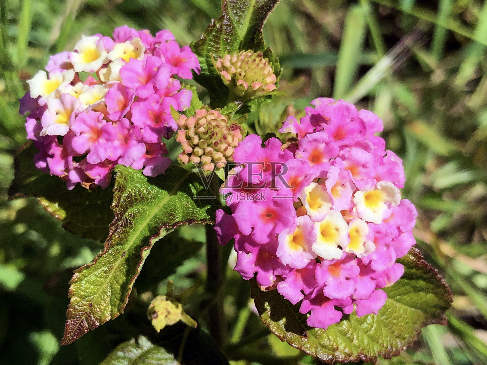 普通居所(兰坦那·卡马拉),提姆兰坦那,西印度兰坦那照片摄影图片