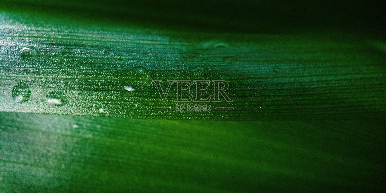 微距绿叶背景照片摄影图片