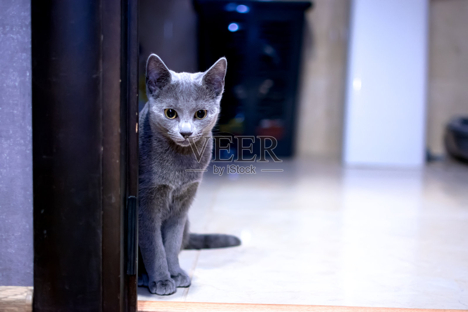 一只俄罗斯蓝猫躺在地板上照片摄影图片