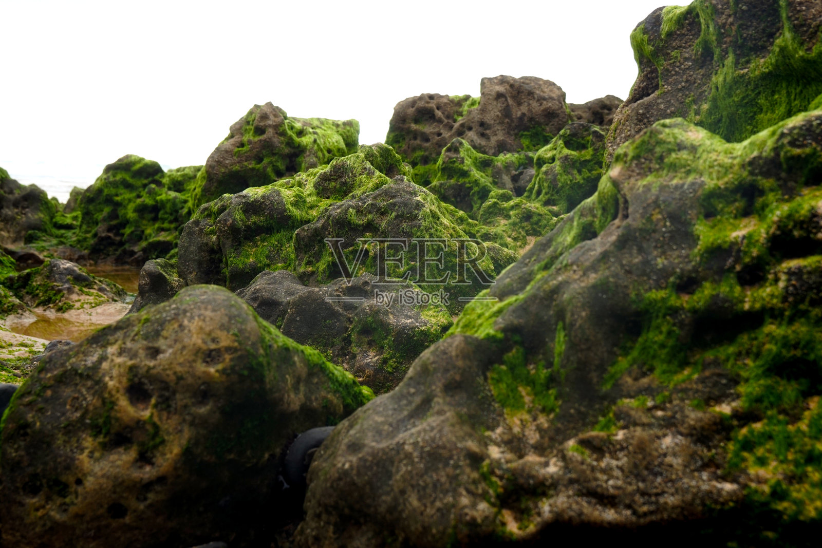 长满苔藓的岩石照片摄影图片