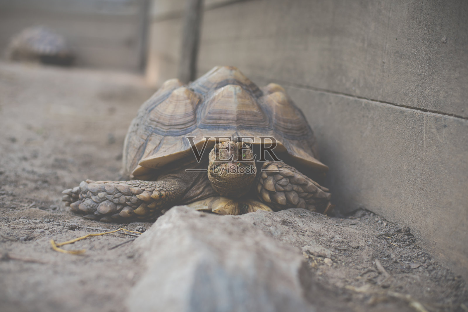 乌龟照片摄影图片