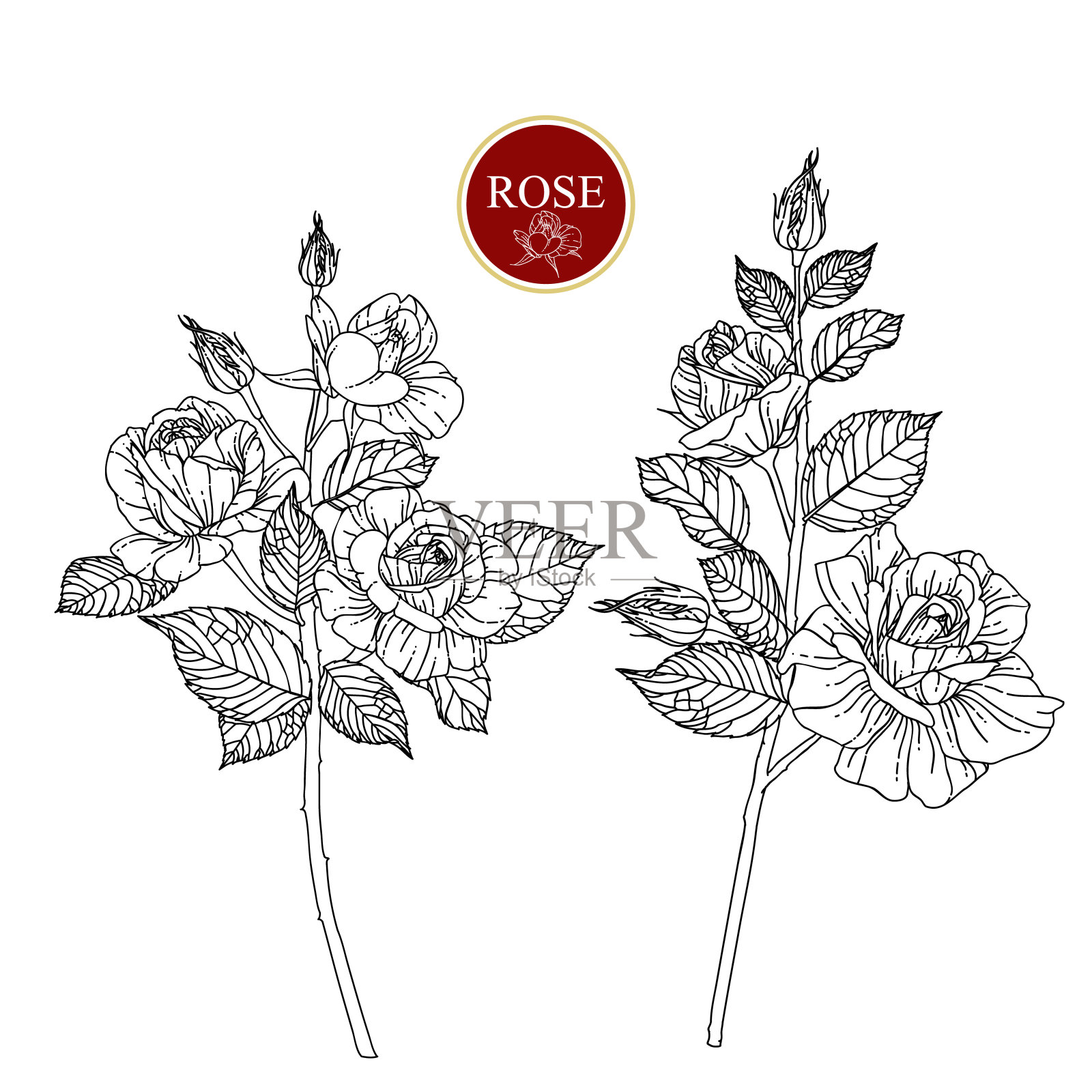 美国的玫瑰插画图片素材