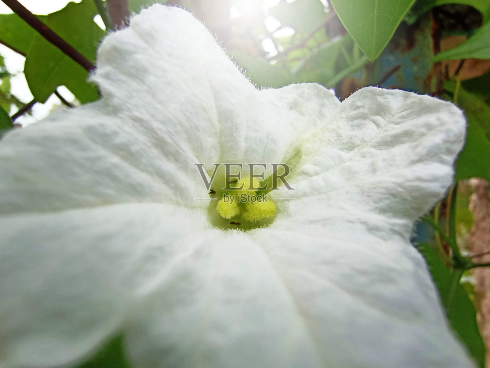 公园里的花和小蜜蜂的微距照片照片摄影图片