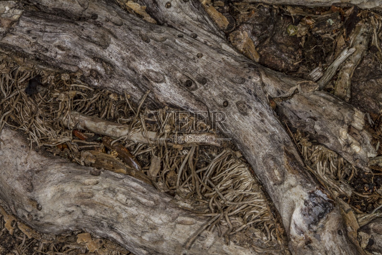 树皮:背景。照片摄影图片