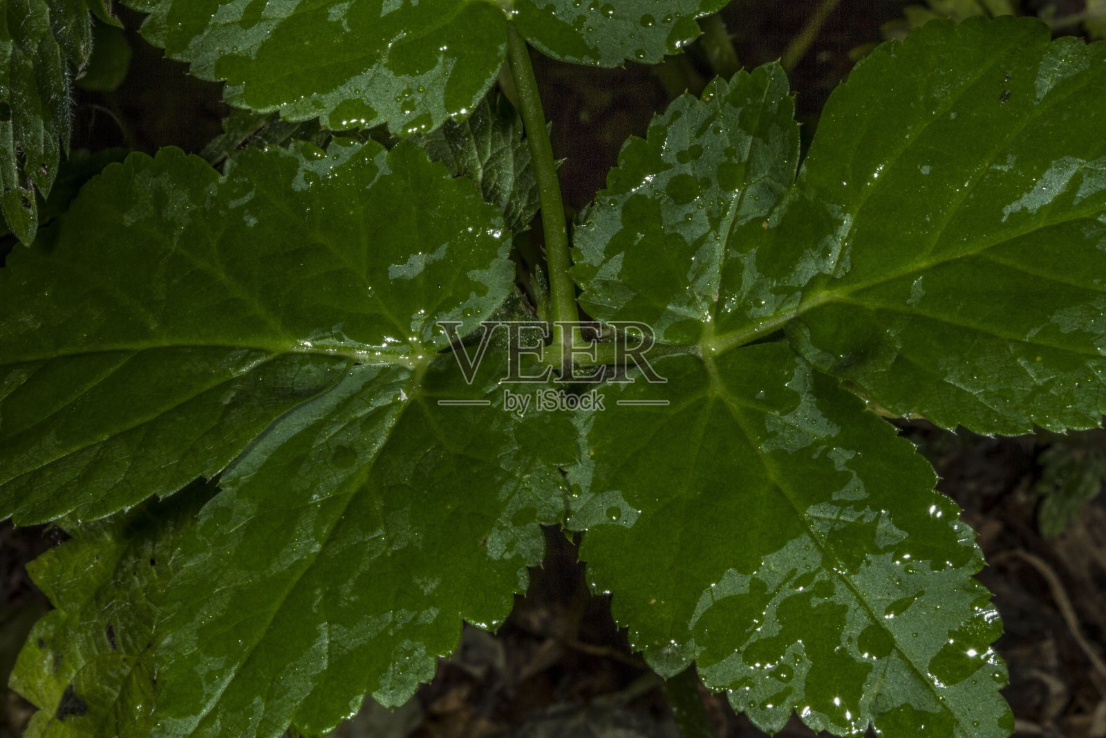 潮湿茂盛的叶子为背景。照片摄影图片